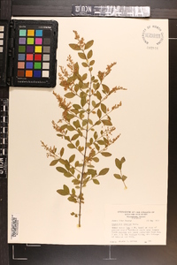 Ligustrum sinense image