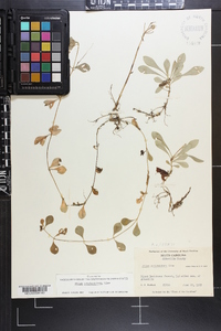 Phlox stolonifera image