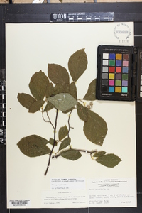 Styrax grandifolius image