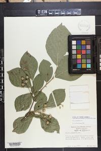 Styrax grandifolius image