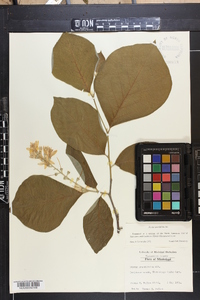 Styrax grandifolius image