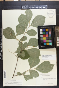 Styrax grandifolius image