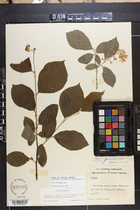 Styrax grandifolius image