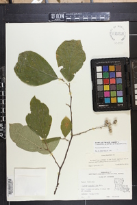 Styrax grandifolius image