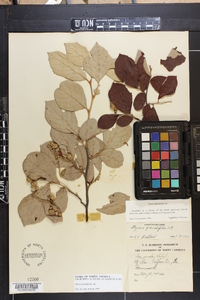 Styrax grandifolius image