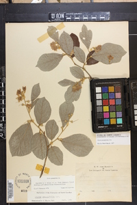 Styrax grandifolius image