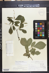 Styrax grandifolius image