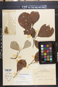 Styrax grandifolius image