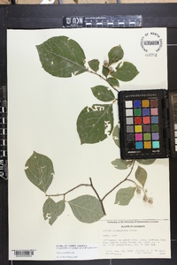 Styrax grandifolius image