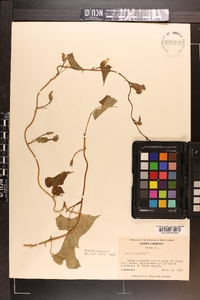 Ipomoea lacunosa image