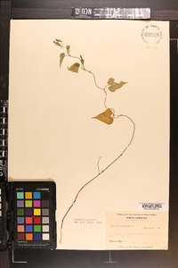 Ipomoea lacunosa image