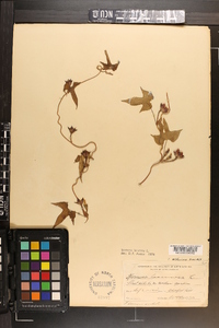 Ipomoea lacunosa image