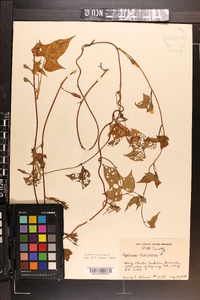 Ipomoea lacunosa image