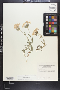 Phlox amoena image