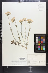 Phlox amoena image