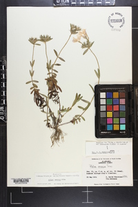 Phlox amoena image