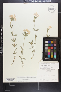 Phlox amoena image