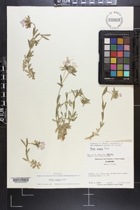 Phlox amoena image