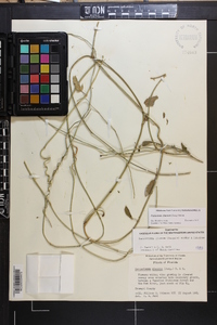 Funastrum clausum image