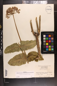 Asclepias amplexicaulis image