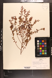 Vaccinium myrsinites image