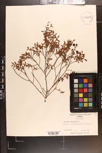 Vaccinium myrsinites image