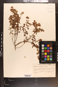 Vaccinium myrsinites image