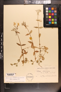 Phlox stolonifera image