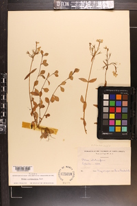 Phlox stolonifera image