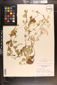 Phlox stolonifera image