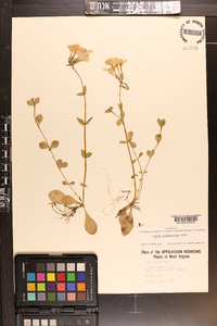 Phlox stolonifera image