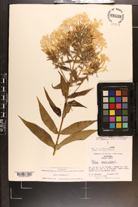 Phlox paniculata image