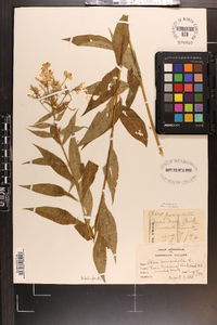 Phlox paniculata image