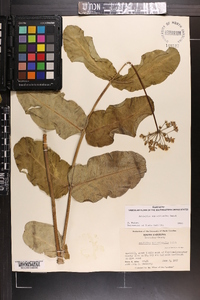 Asclepias amplexicaulis image