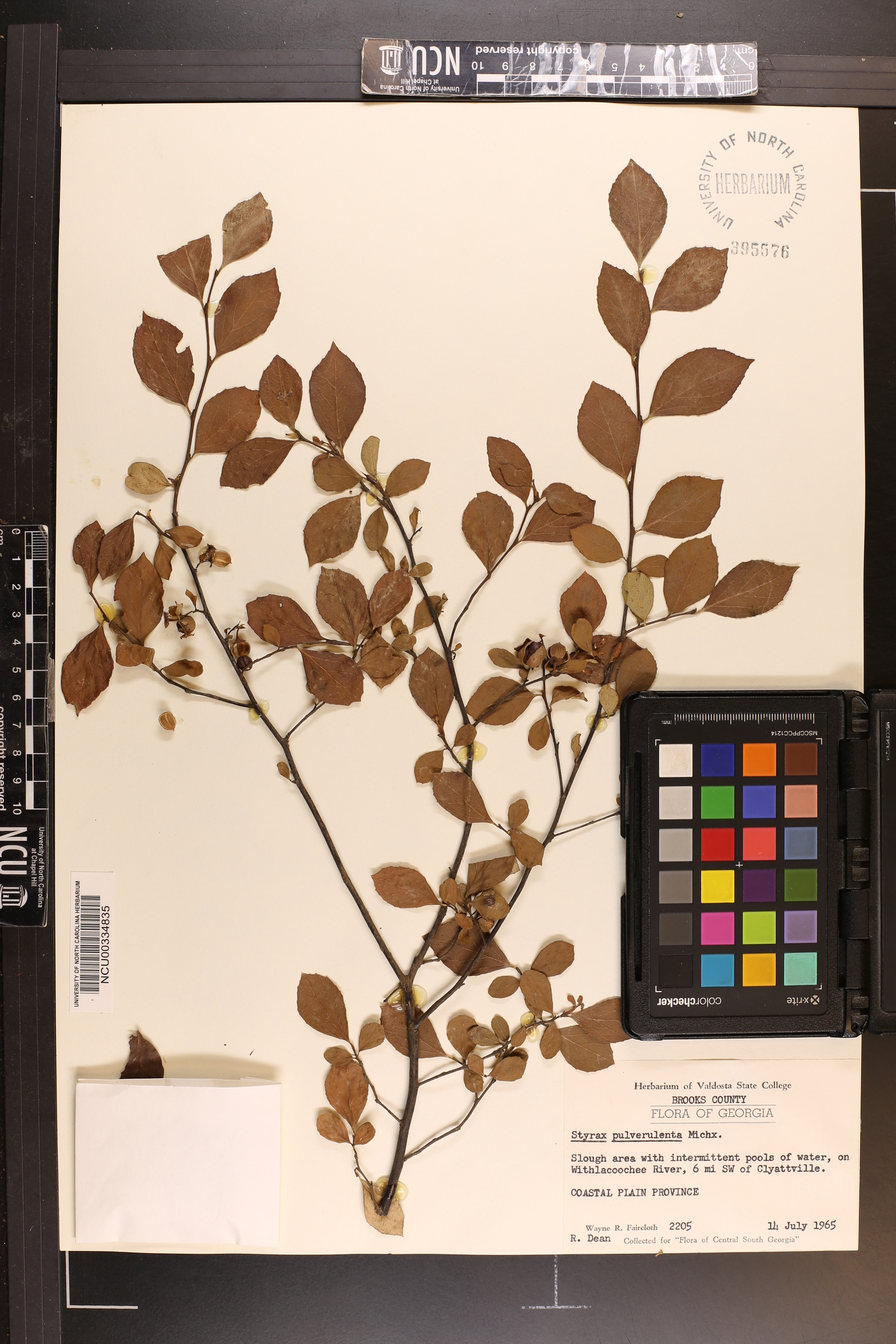 Styrax pulverulentus image