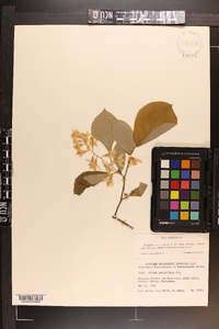 Styrax grandifolius image