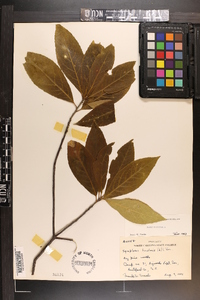Symplocos tinctoria image
