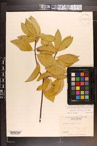 Symplocos tinctoria image