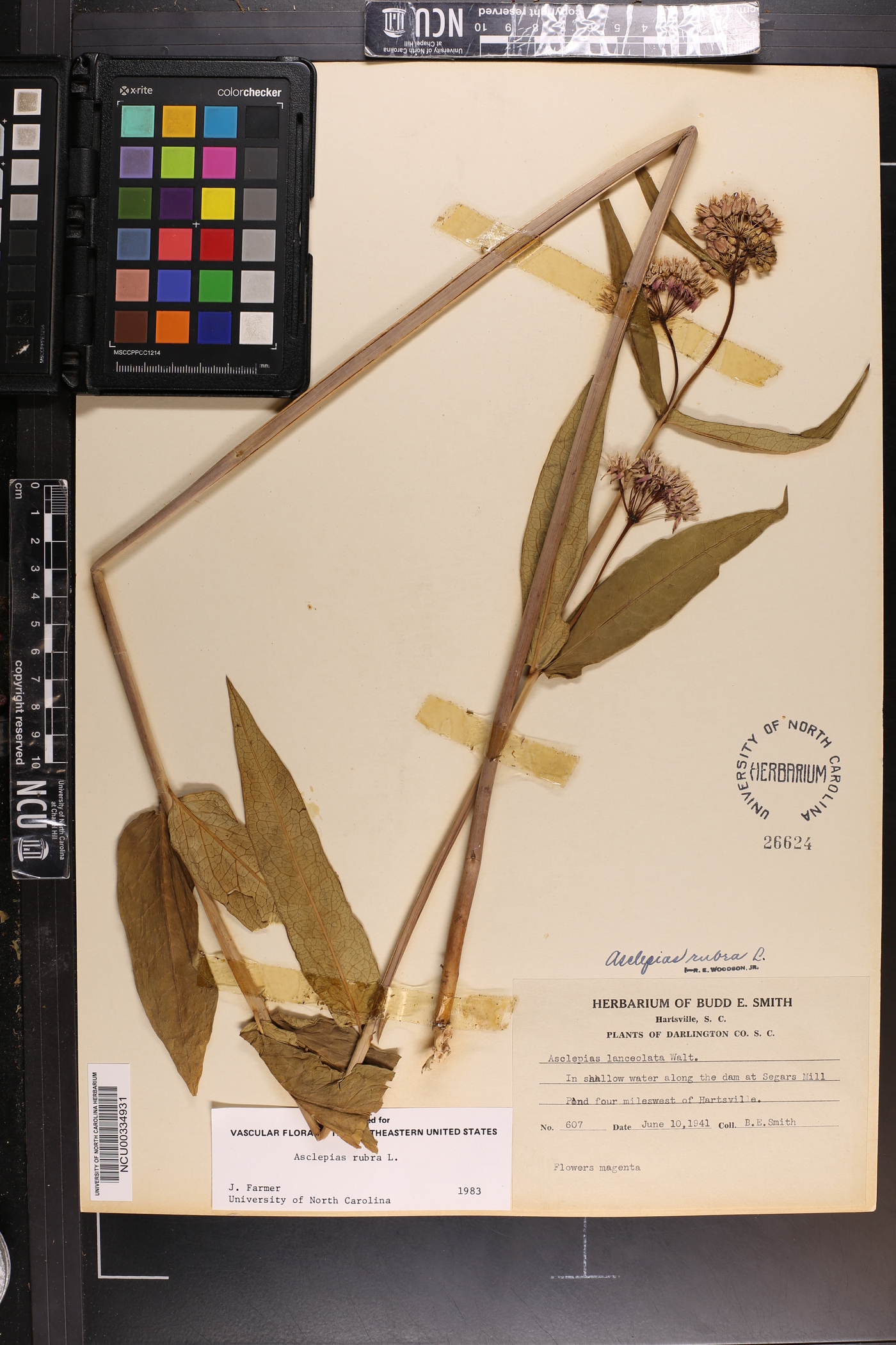 Asclepias rubra image