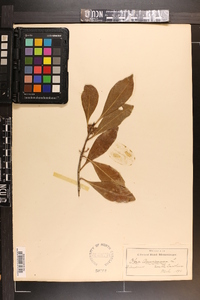 Osmanthus americanus image