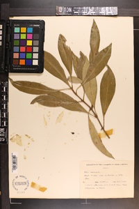 Osmanthus americanus image