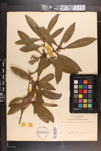 Osmanthus americana image