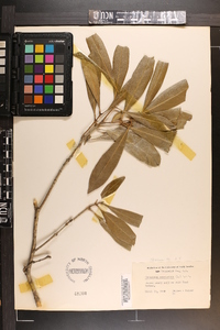 Osmanthus americanus image