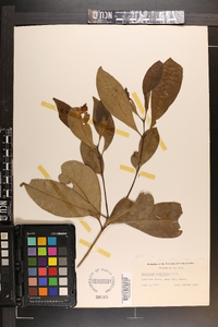 Osmanthus americanus image