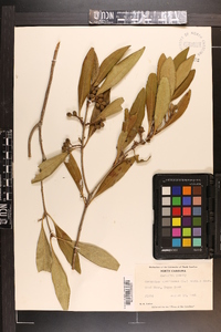 Osmanthus americanus image