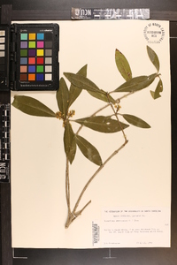 Osmanthus americanus image