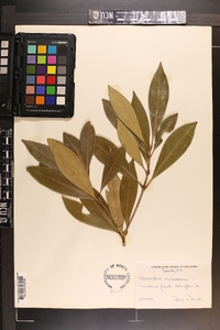 Osmanthus americanus image