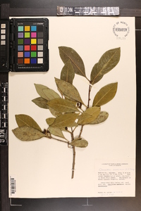 Osmanthus americana image