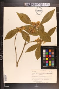 Osmanthus americana image