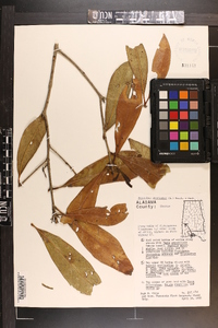 Osmanthus americanus image